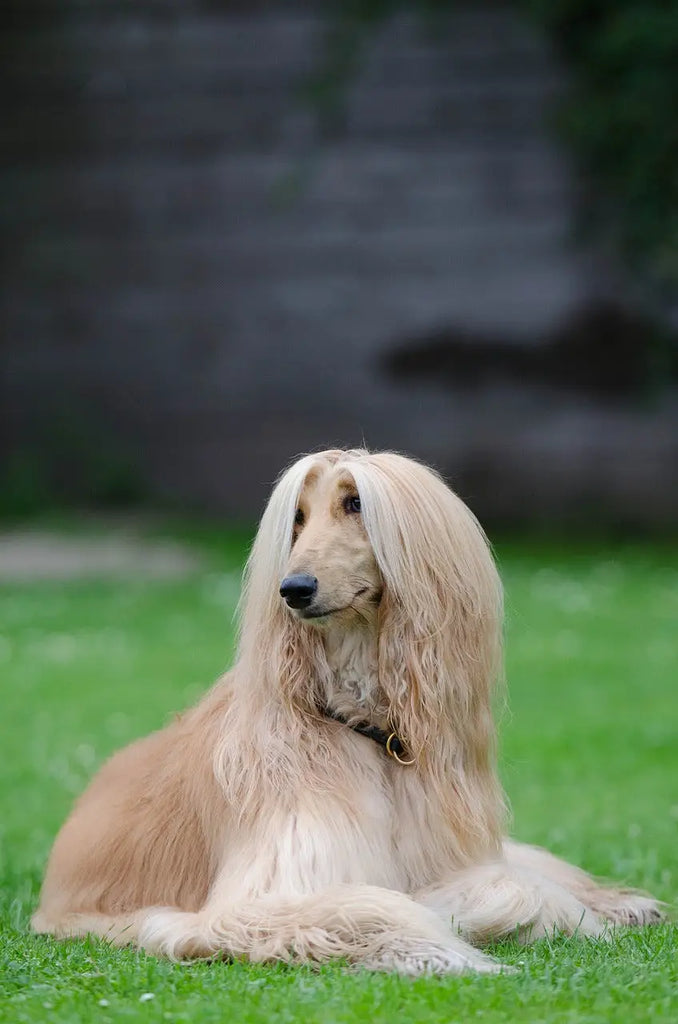 Breed Snapshot - The Afghan Hound