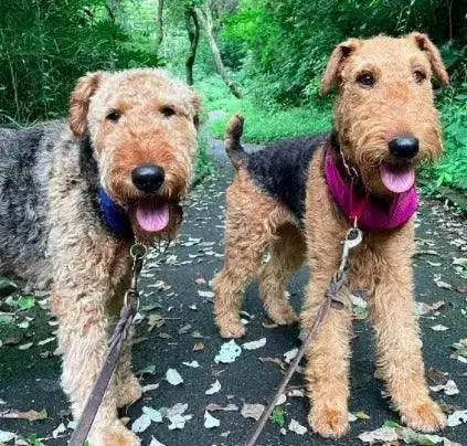 Breed Snapshot - The Airedale Terrier