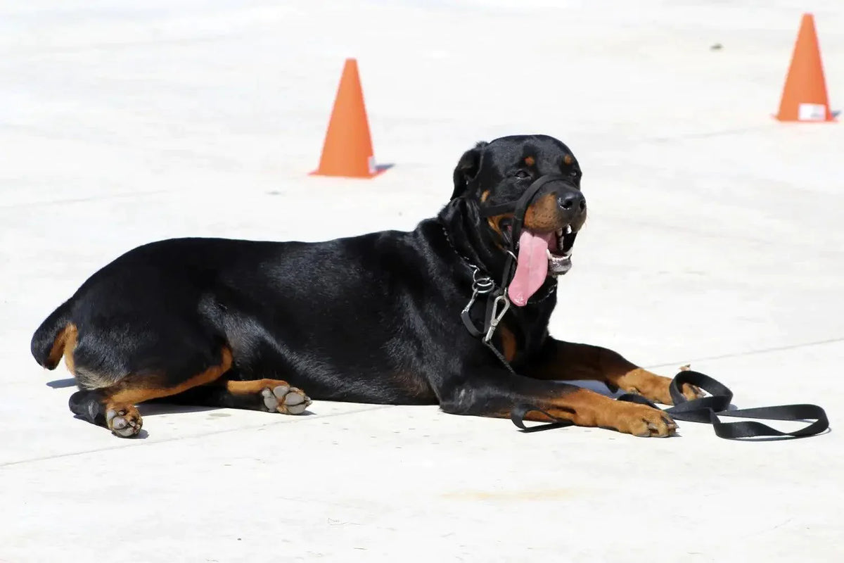 Breed Snapshot - The Rottweiler | Luna & Leash