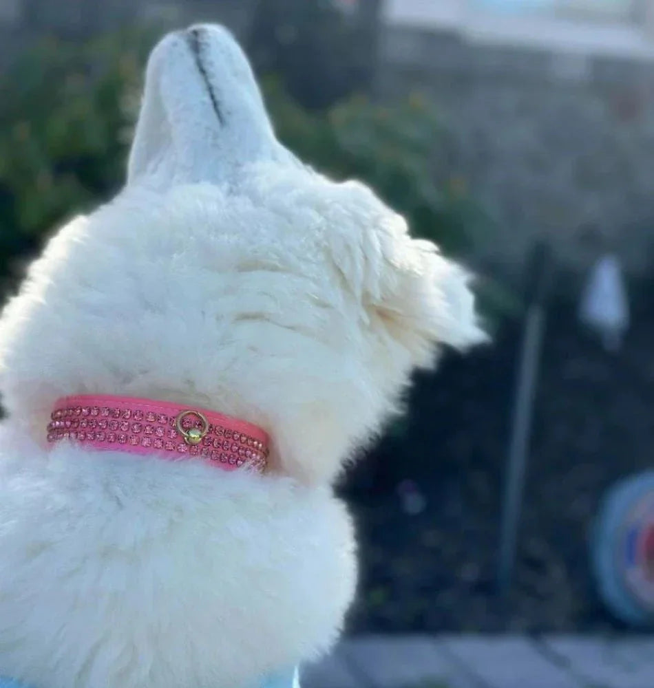 DOG COLLARS