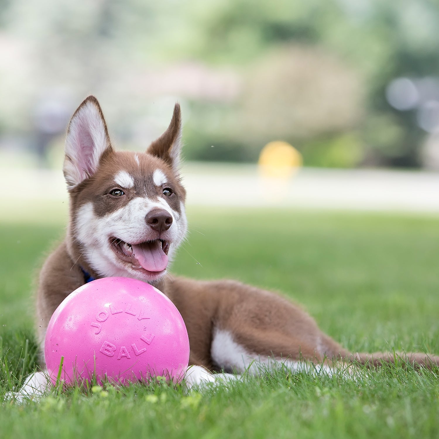 Bounce-n-Play Scented Dog Toy