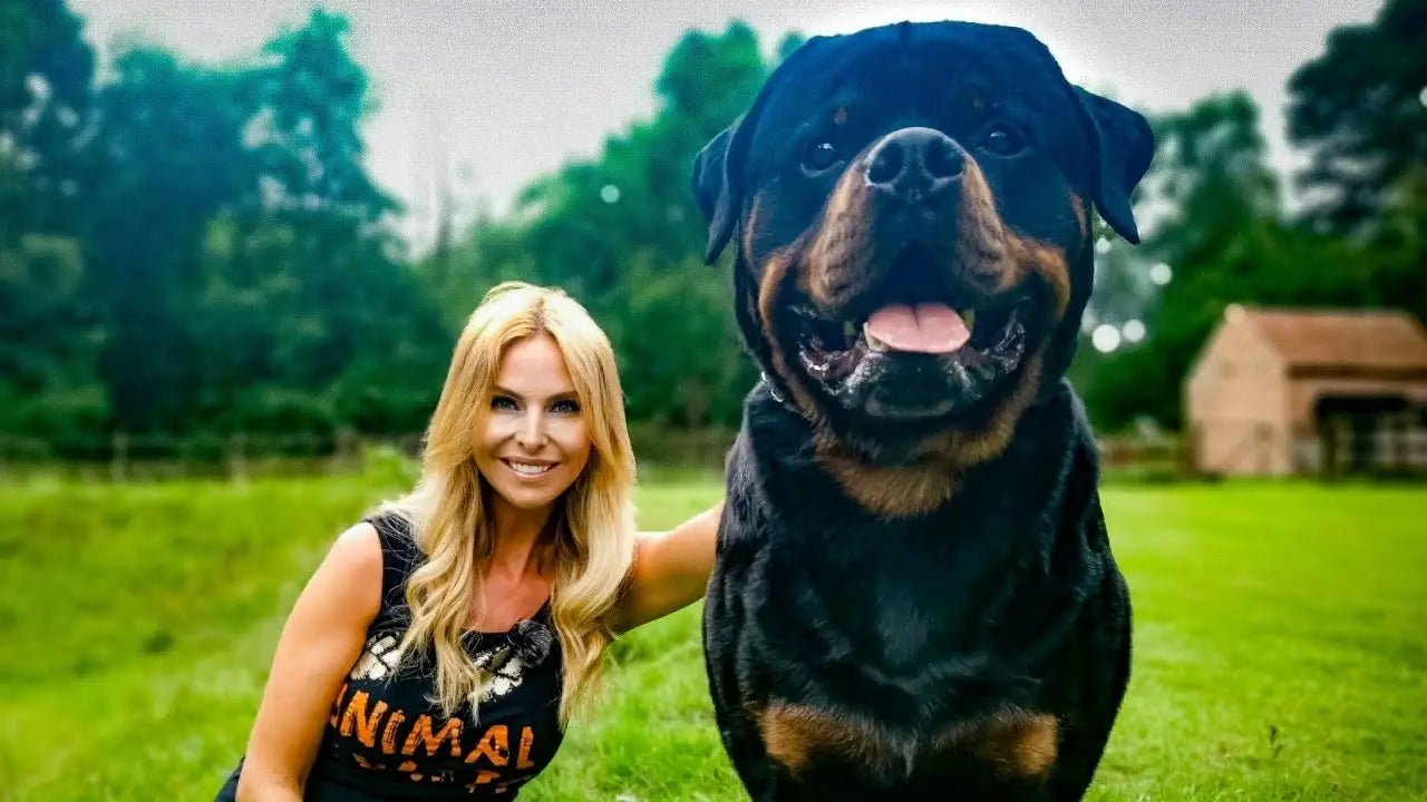 Breed Snapshot - The Rottweiler