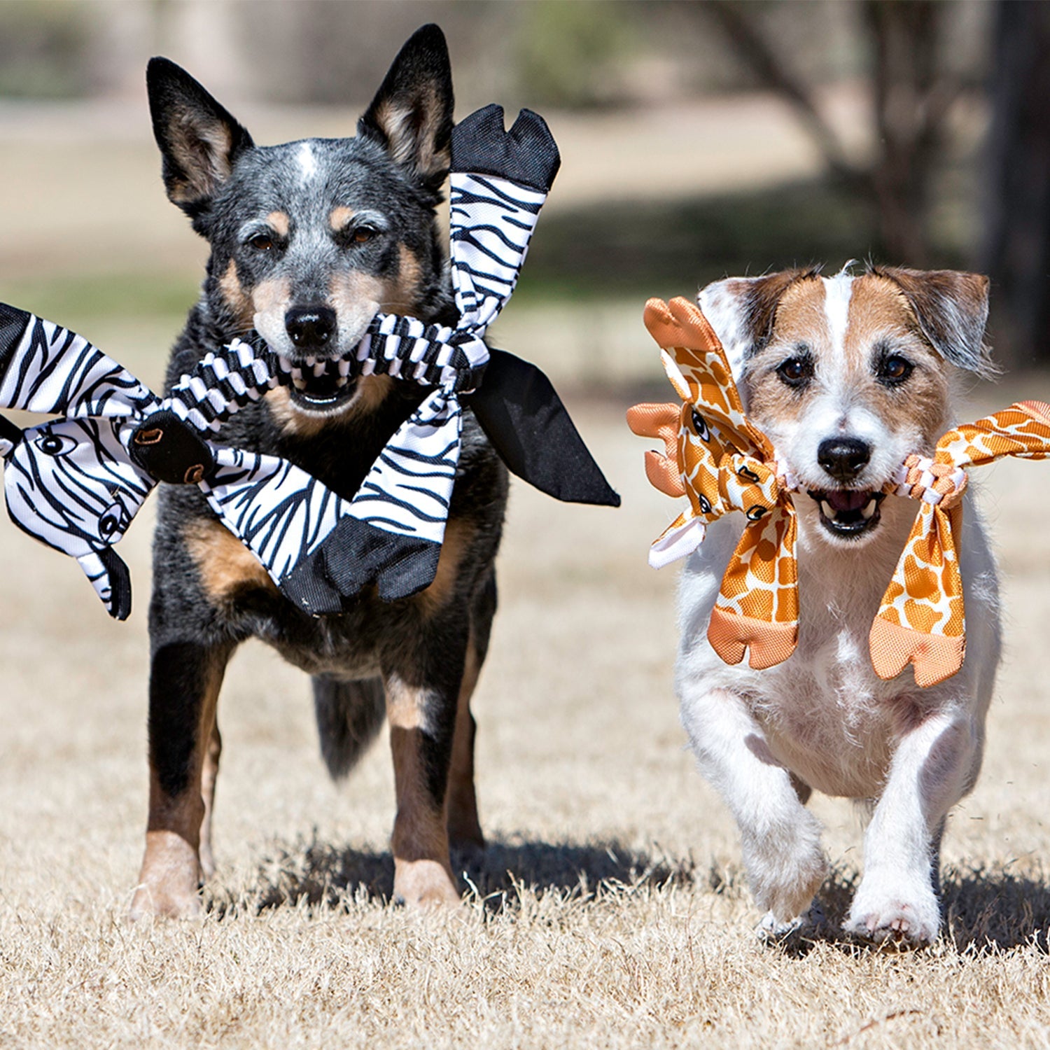 Flatheads Dog Toys