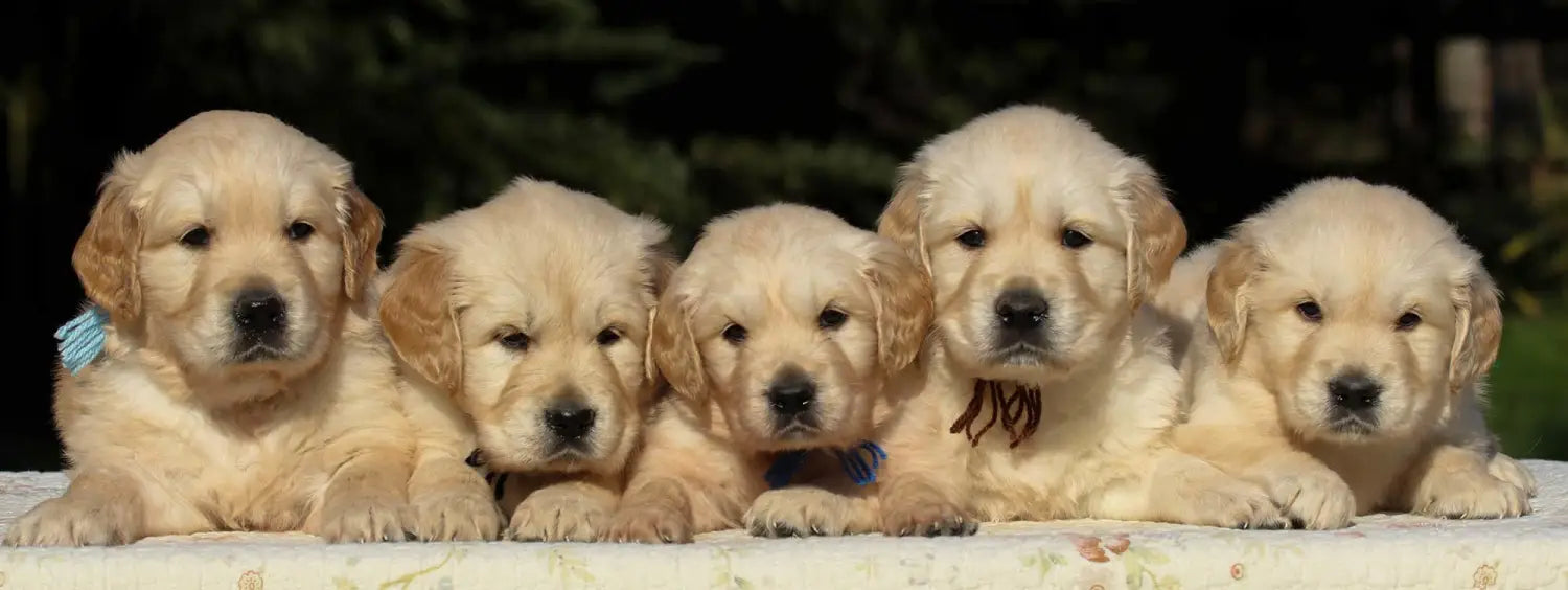 Breed Snapshot - The Golden Retriever