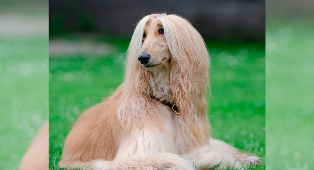 Breed Snapshot - The Afghan Hound