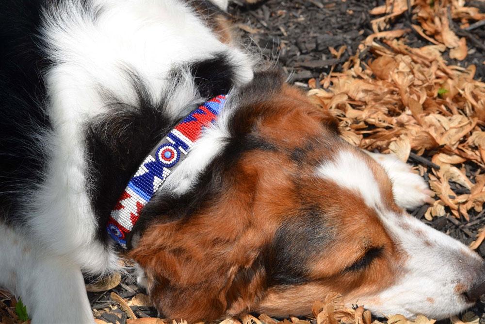 Red White Blue Beaded Dog Collar