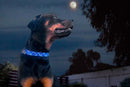 Moonbeam Beaded Dog Collar - Dog Collars - Maasai