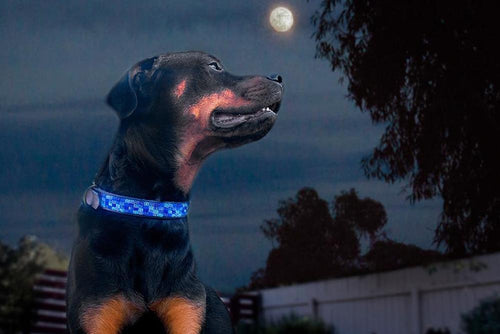 Moonbeam Beaded Dog Collar - Dog Collars - Maasai