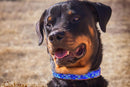 Moonbeam Beaded Dog Collar - Dog Collars - Maasai