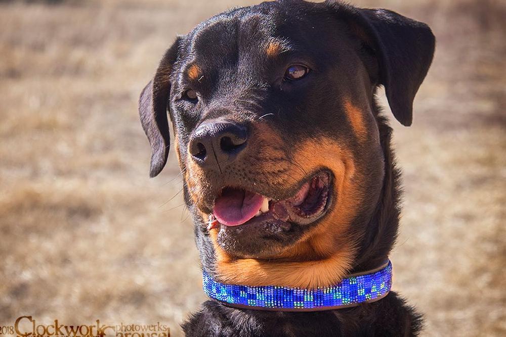 Moonbeam Beaded Dog Collar