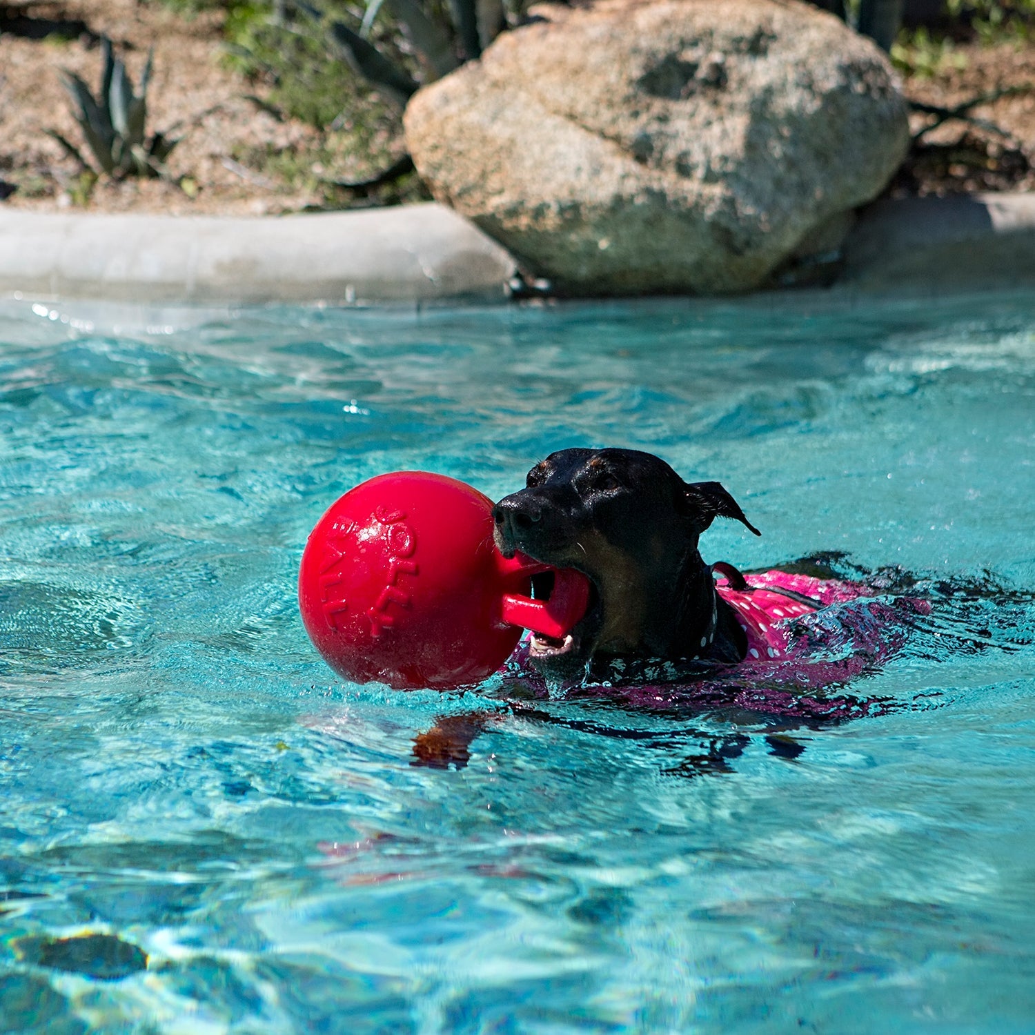 Tug-n-Toss Dog Toy