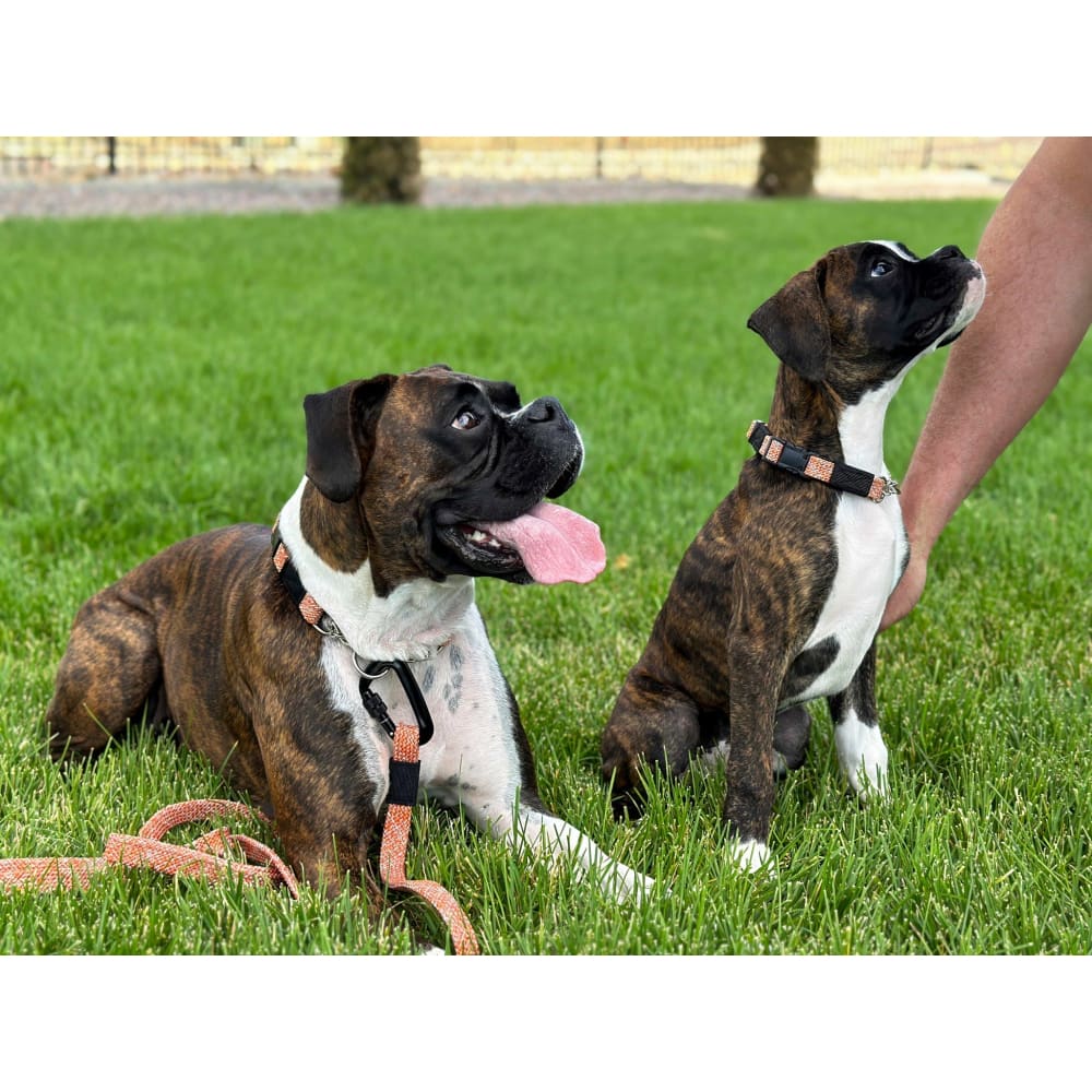 Adventure Style Flat Weave Climbing Rope Martingale Dog
