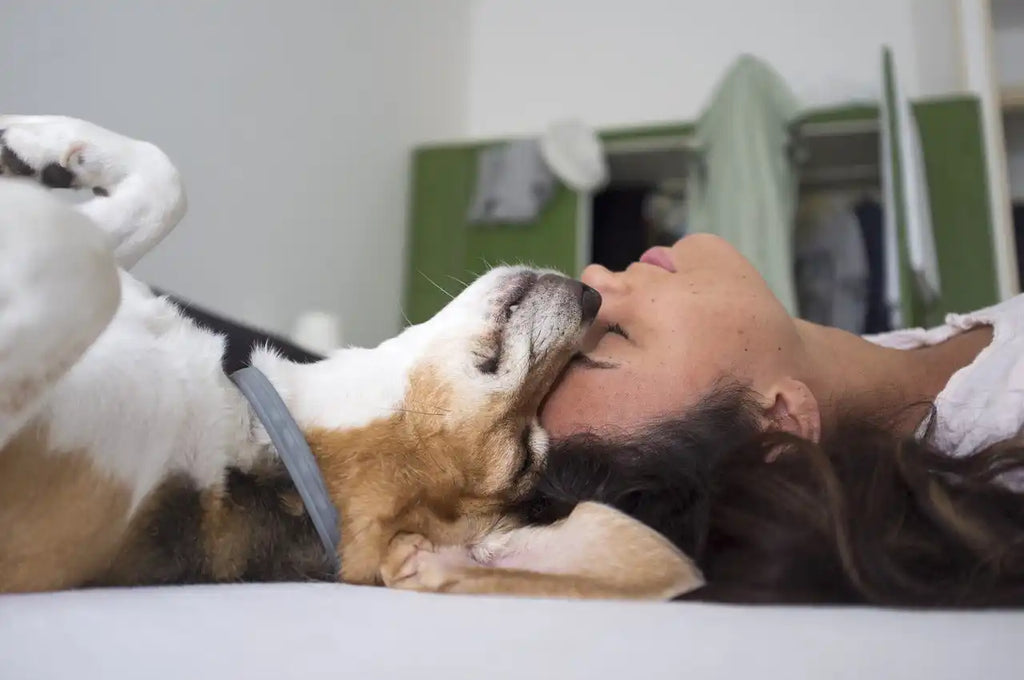 A beagle with a blue collar lying on its back next to a person’s head.