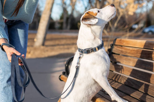 Bestseller Quick-Release Blue Jeans Leather Dog Collar