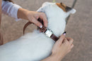 Bestseller Quick-Release Chocolate Leather Dog Collar