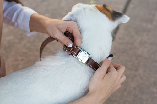 Bestseller Quick-Release Chocolate Leather Dog Collar