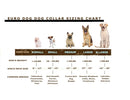 Bestseller Quick-Release Coral Reef Leather Dog Collar