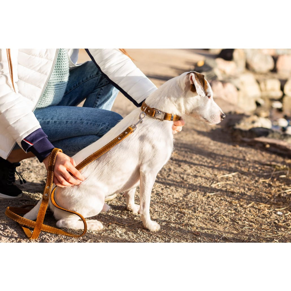 Bestseller Quick-Release Earth Brown Leather Dog Collar