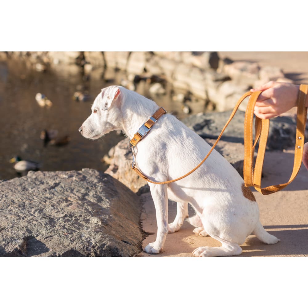 Bestseller Quick-Release Khaki Leather Dog Collar