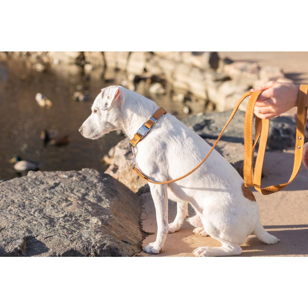 Bestseller Quick-Release Khaki Leather Dog Collar