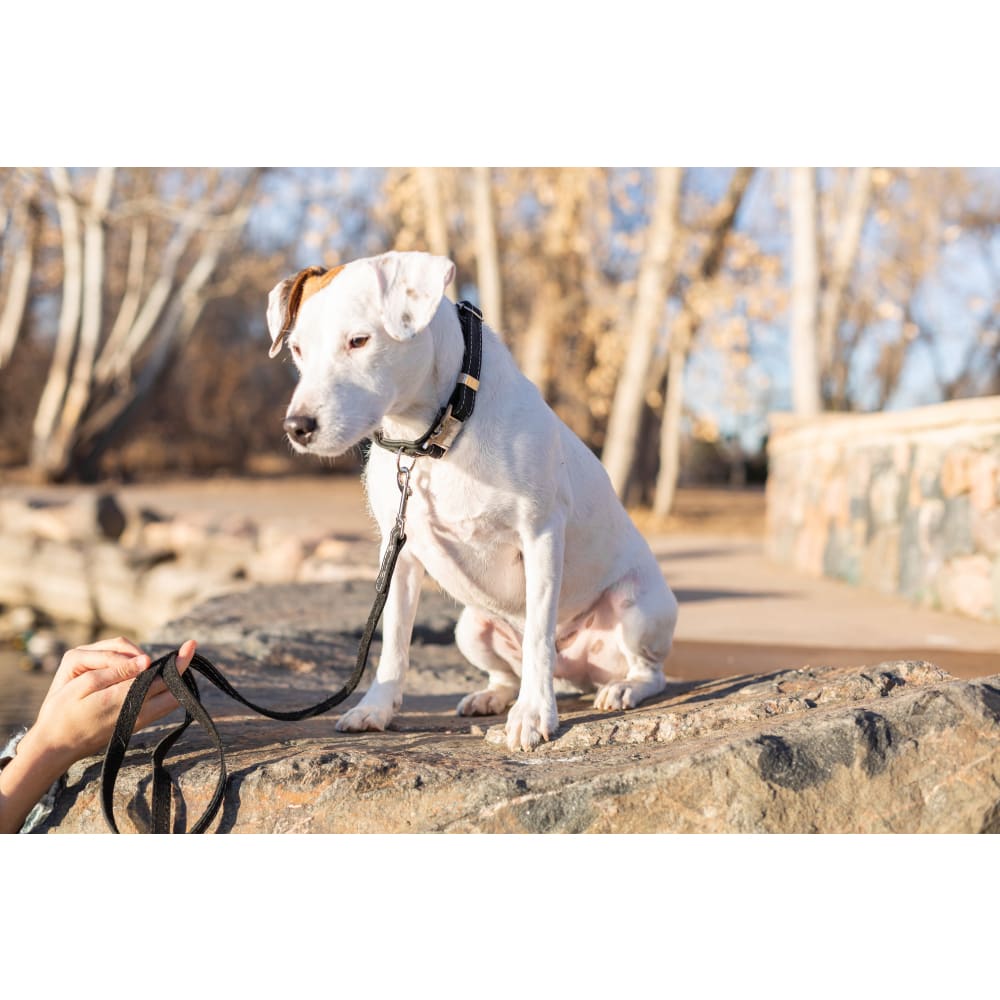 Bestseller Quick-Release Midnight Black Leather Dog Collar
