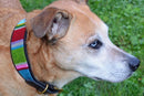 Bijou Beaded Dog Collar - Dog Collars - Maasai