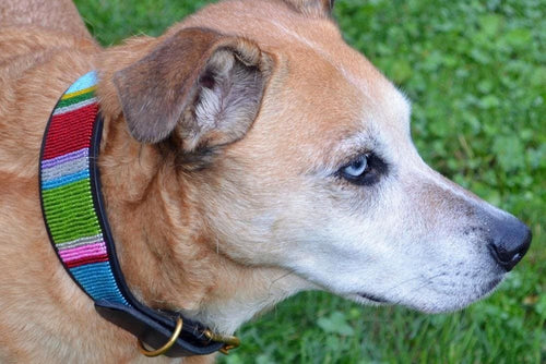 Bijou Beaded Dog Collar - Dog Collars - Maasai