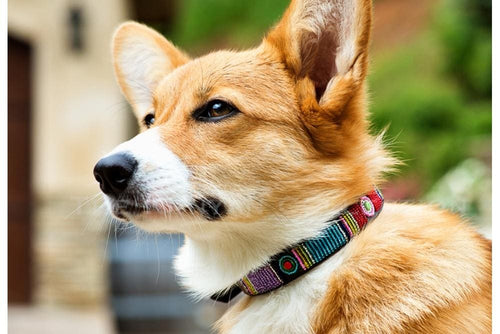 Bijou Beaded Dog Collar - Dog Collars - Maasai