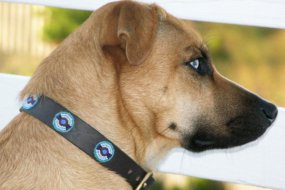 Blue/Brown Circles Beaded Dog Collar - Dog Collars - Maasai