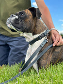 Celtic Sport Blue Jeans Leather Dog Leash - Dog Leash