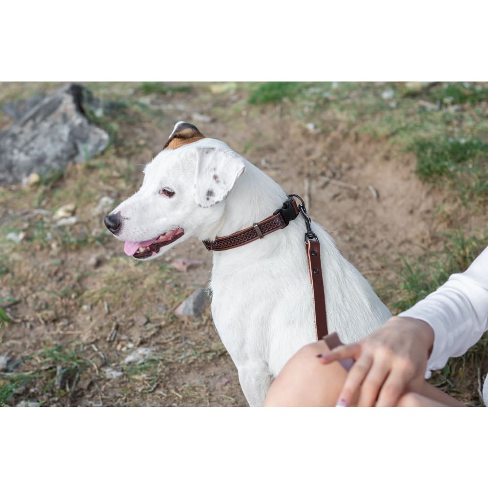 Celtic Sport Chocolate Leather Dog Collar - Dog Collars