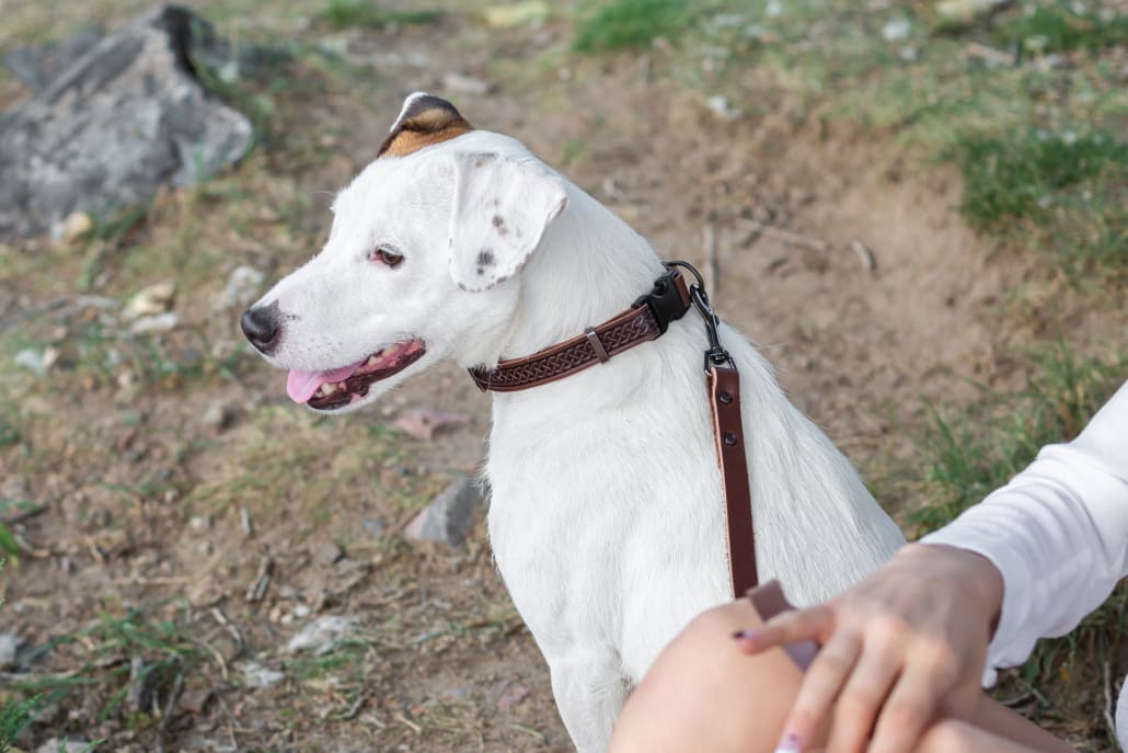 Celtic Sport Chocolate Leather Dog Collar - Dog Collars