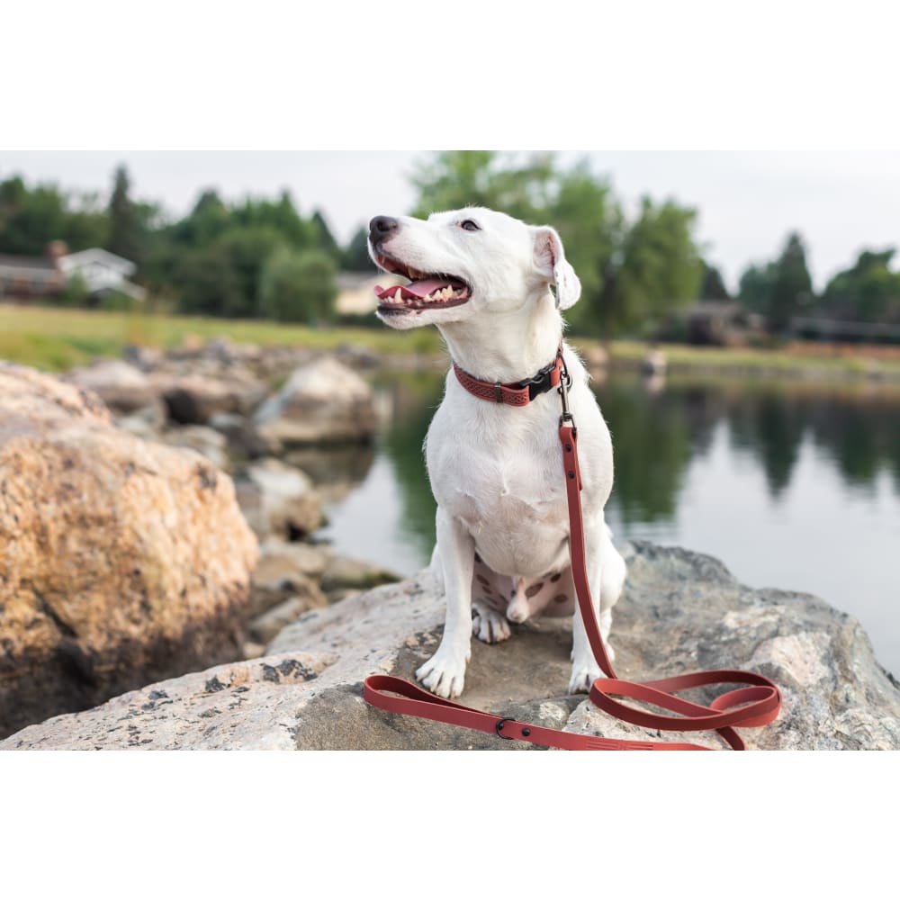 Celtic Sport Coral Reef Leather Dog Collar - Dog Collars