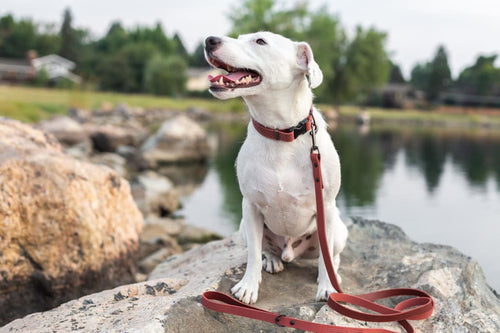 Celtic Sport Coral Reef Leather Dog Collar - Dog Collars