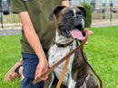 Celtic Sport Earth Brown Leather Dog Leash - Dog Leash