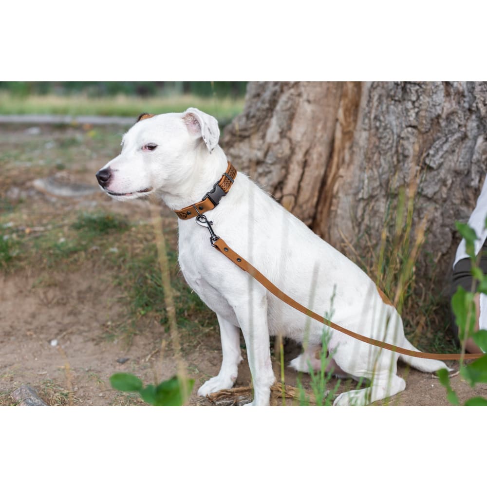 Celtic Sport Khaki Leather Dog Collar - Dog Collars - Euro