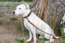 Celtic Sport Khaki Leather Dog Collar - Dog Collars - Euro