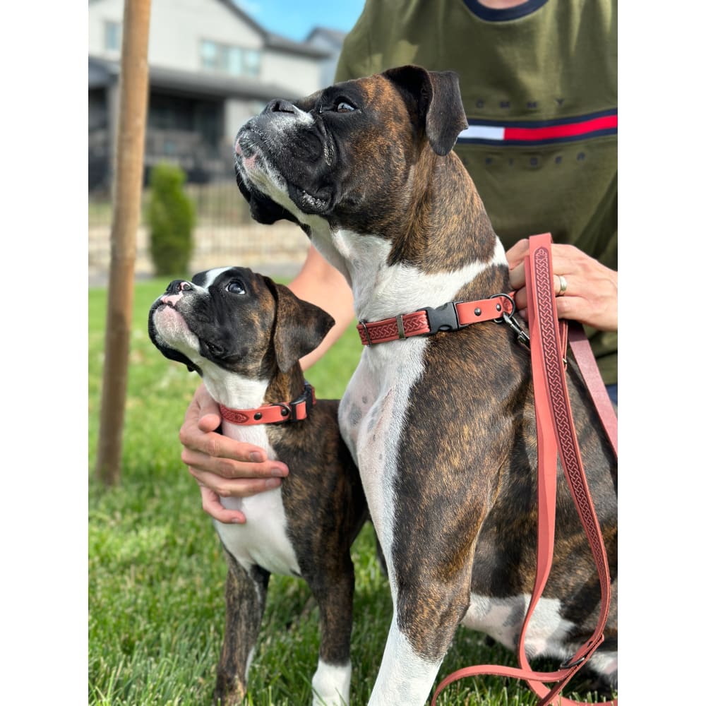 Celtic Sport Leather Collar and Leash Set - Dog Collars