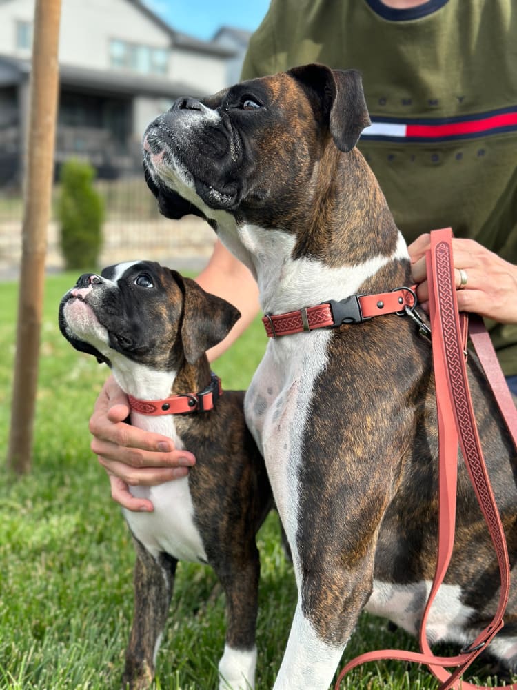 Celtic Sport Leather Collar and Leash Set - Dog Collars