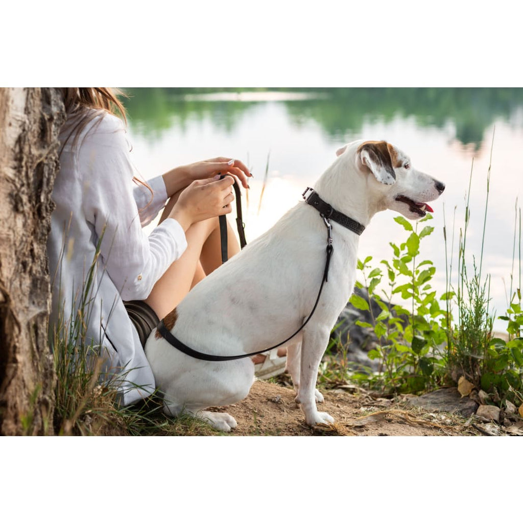 Celtic Sport Midnight Black Leather Dog Collar - Dog