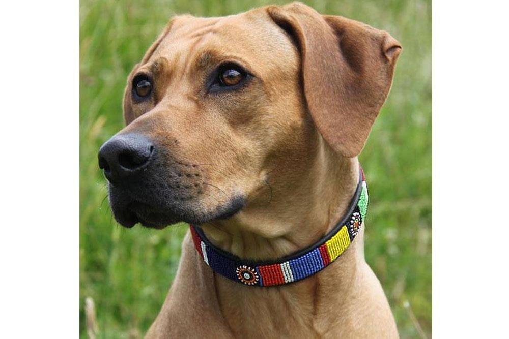 Circle of Life Beaded Dog Collar