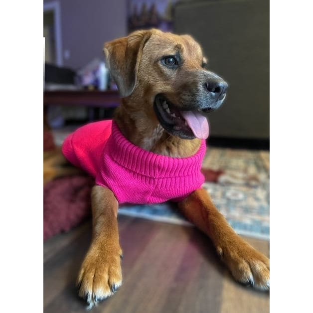 Special Buy Knit Pet Sweaters - Outlet - Pet Sweater