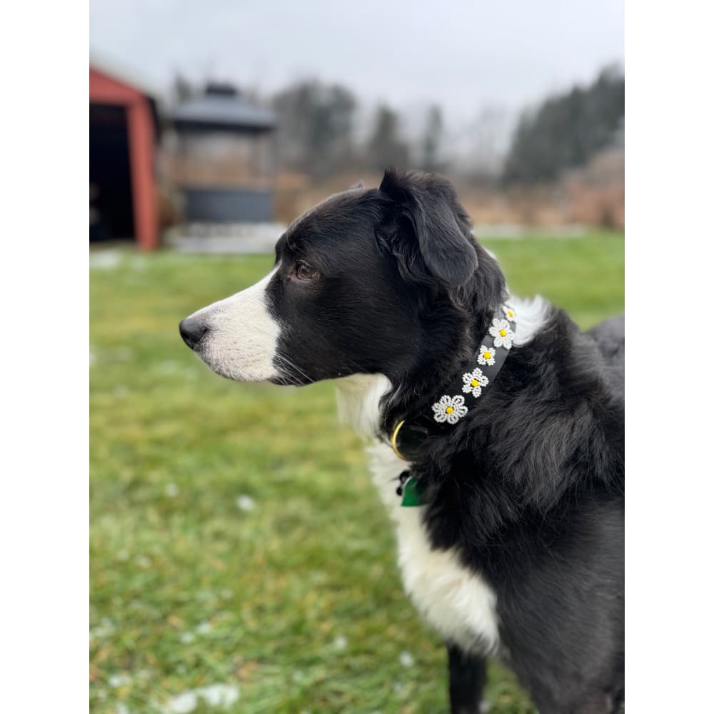 Daisies Beaded Dog Collar - Dog Collars - Maasai