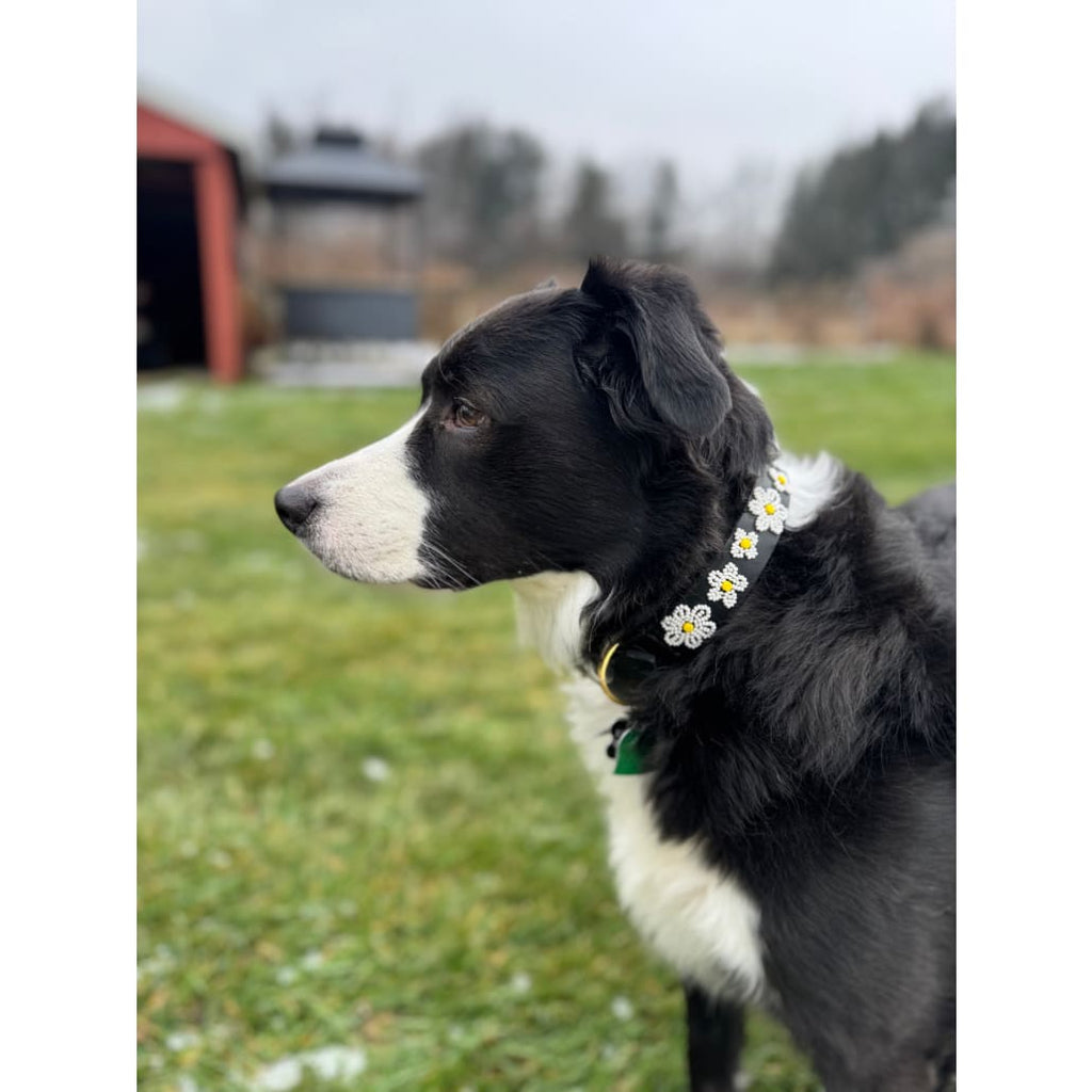 Daisies Beaded Dog Collar - Dog Collars - Maasai
