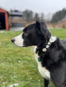 Daisies Beaded Dog Collar - Dog Collars - Maasai