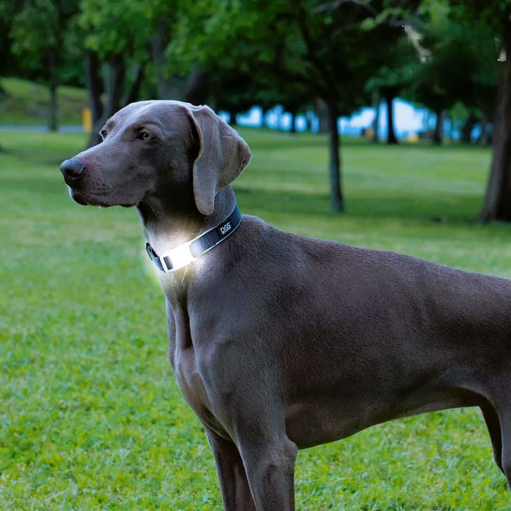 DGS Comet Rechargeable Light Up Dog Collar - Dog Collars