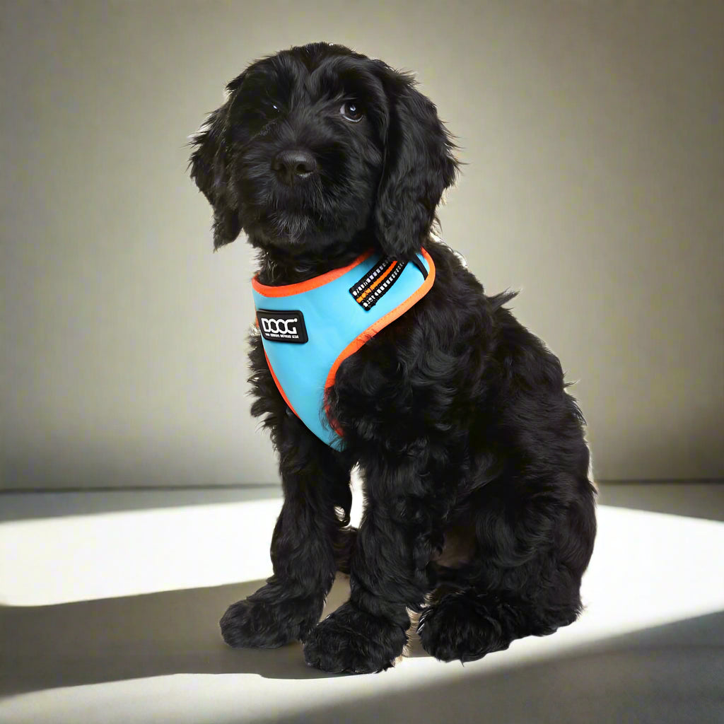 Doog Neoflex Dog Harness - Dog Harnesses