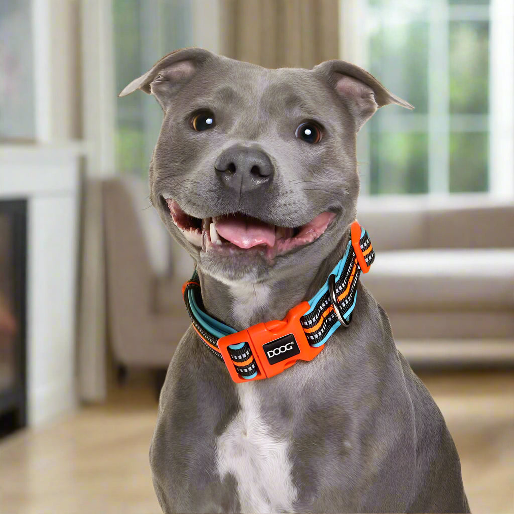 Doog Neoprene Dog Collar - Dog Collars - Doog