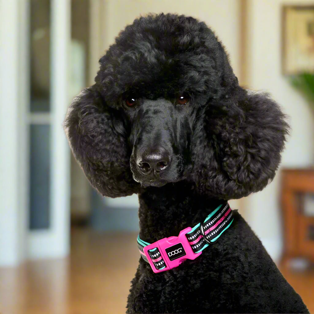 Doog Neoprene Dog Collar - Dog Collars - Doog