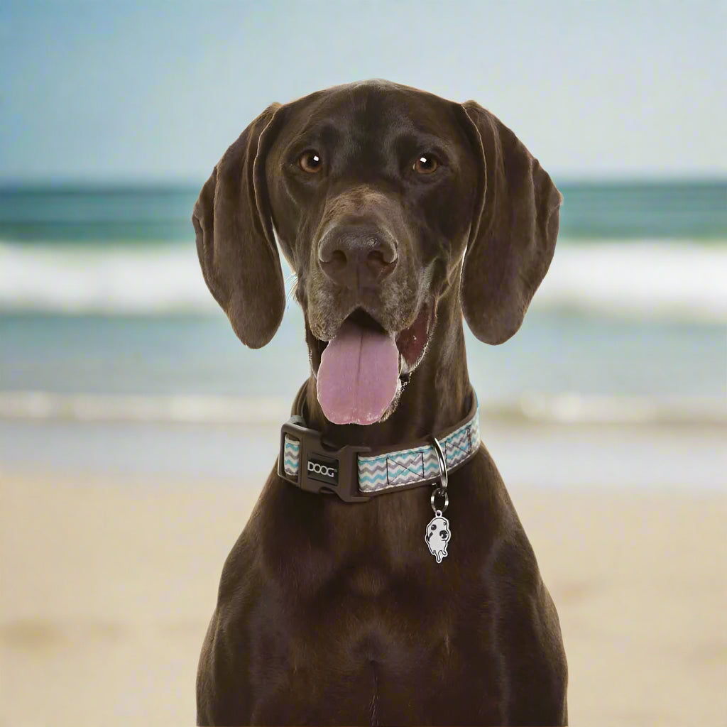 Doog Neoprene Dog Collar - Dog Collars - Doog